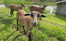 Pivovarský kemp Kněžínek mini zoo