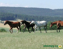 Farma Holubice koně